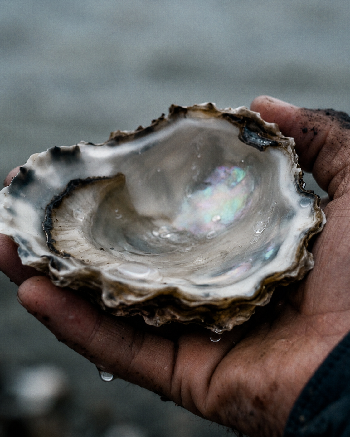 A weathered hand cradling a freshly harvested Damariscotta River oyster